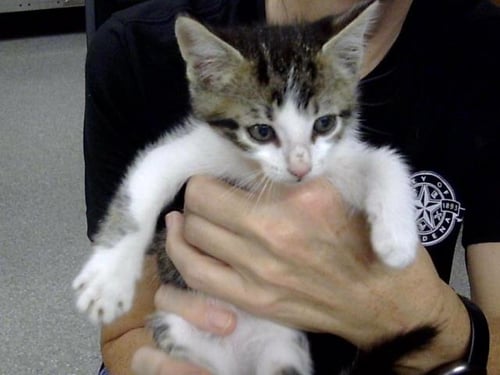 A187491 - Domestic Short Hair available for adoption