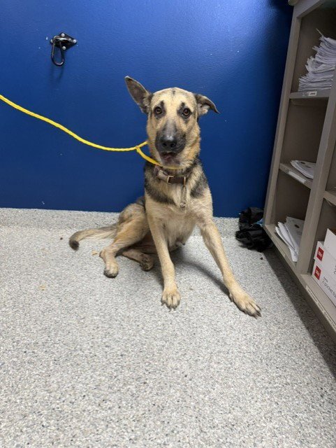 A187269 - German Shepherd Dog available for adoption