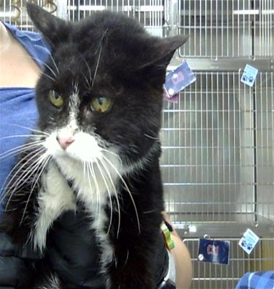 NANA - Domestic Short Hair available for adoption