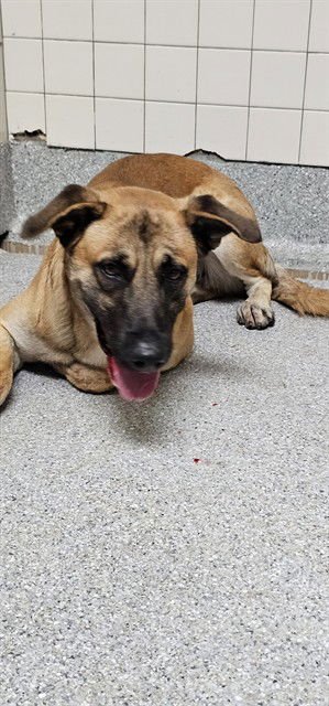 ITCHY - German Shepherd Dog available for adoption