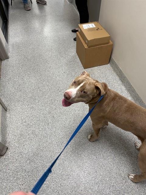 TATER - American Pit Bull Terrier available for adoption