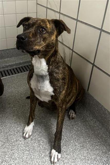 PUPUSA (RAINE) - American Pit Bull Terrier available for adoption