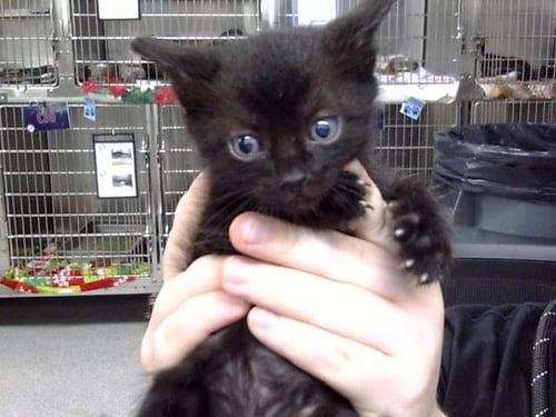 A187650 - Domestic Short Hair available for adoption