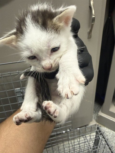 A186597 - Domestic Short Hair available for adoption