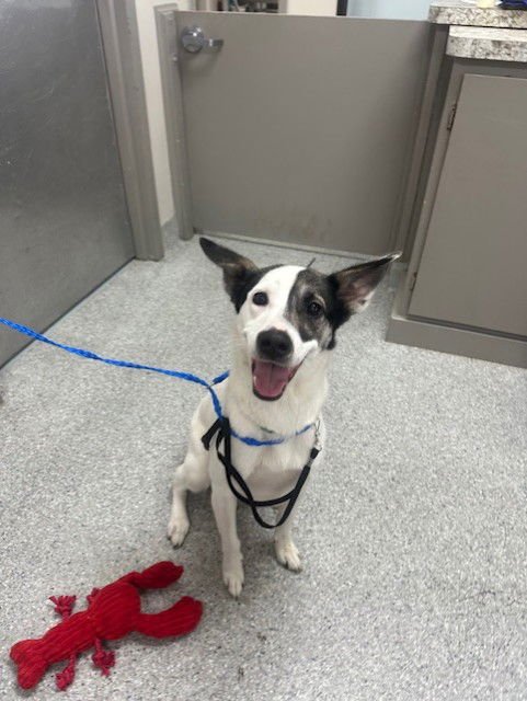 ZOEY - Australian Kelpie available for adoption