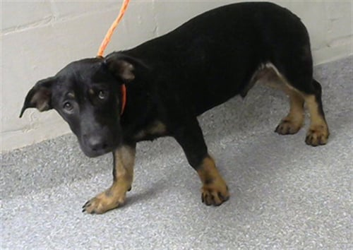 A186724 - Dachshund / German Shepherd Dog available for adoption