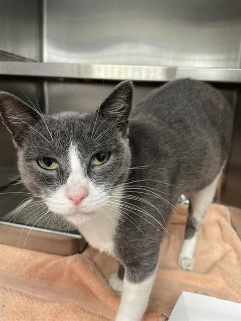 TALIA - Domestic Short Hair available for adoption