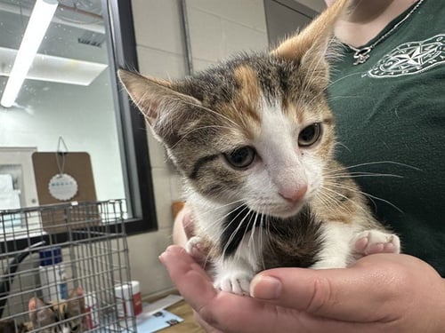 A188157 - Domestic Short Hair available for adoption