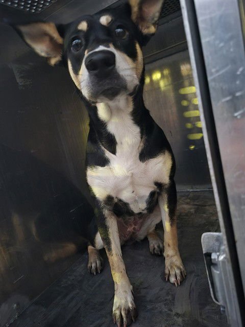 WILHELMINA - Labrador Retriever / Beagle available for adoption