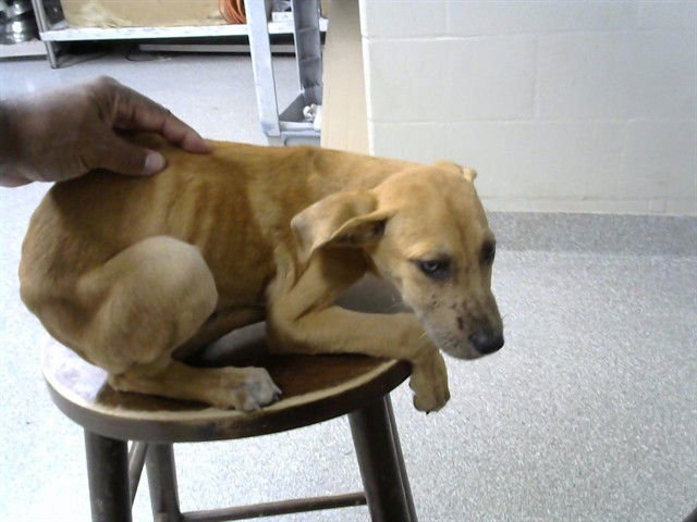 A182819 - Labrador Retriever available for adoption