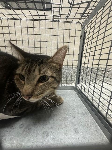 BRODY - Domestic Short Hair available for adoption