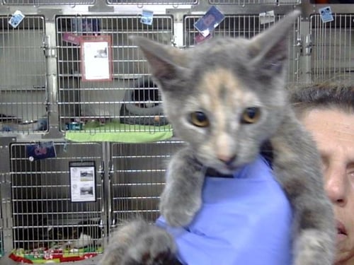 A188668 - Domestic Short Hair available for adoption