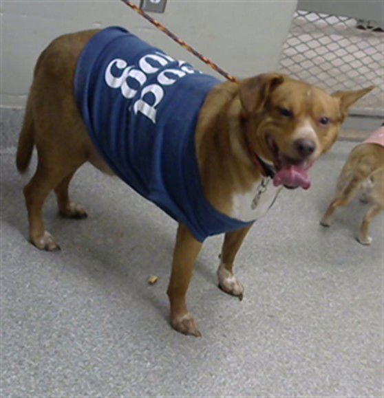 ASTRO - Beagle available for adoption