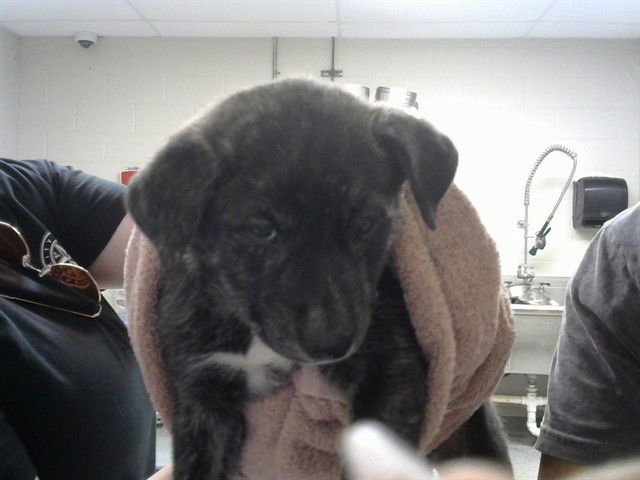 WREN - American Staffordshire Terrier available for adoption