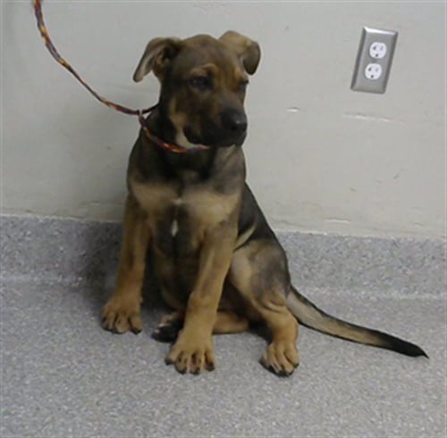 TWISTER - American Pit Bull Terrier available for adoption