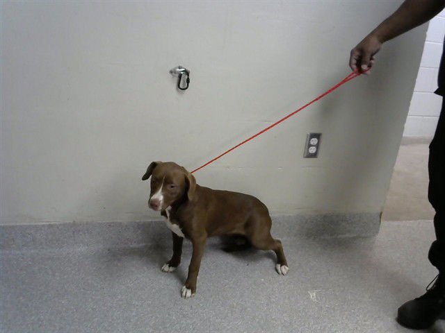 BASIL - Labrador Retriever available for adoption