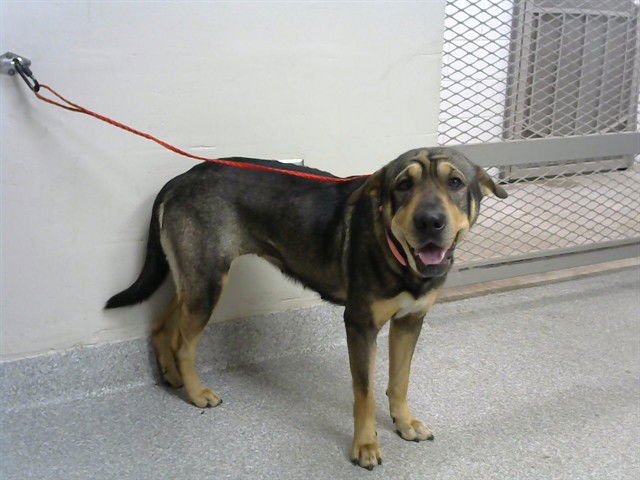 JUNIE - Labrador Retriever / Chinese Shar-Pei available for adoption