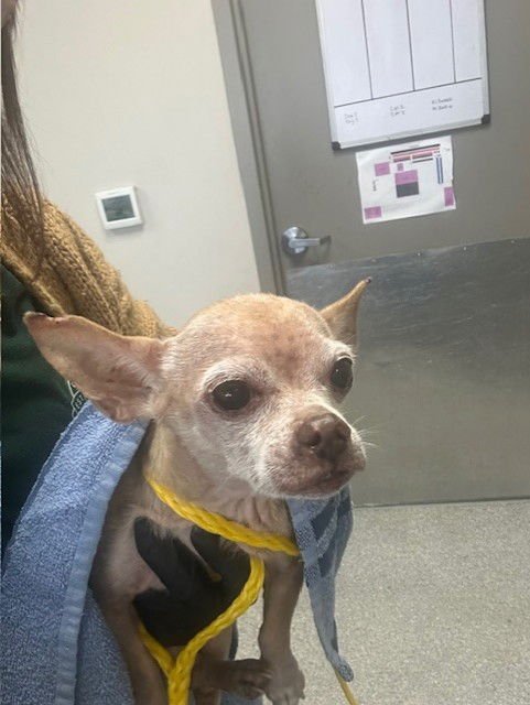 A183729 - Chihuahua available for adoption