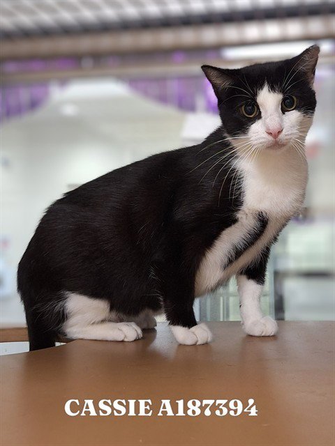 CASSIE - Domestic Short Hair available for adoption