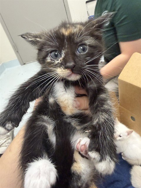 A183589 - Domestic Short Hair available for adoption