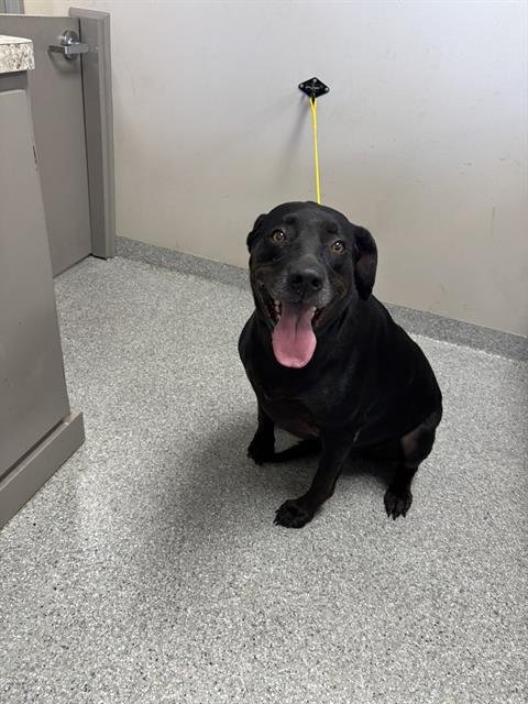 GRACIE - Labrador Retriever available for adoption