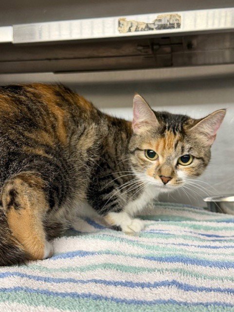 A184739 - Domestic Short Hair available for adoption
