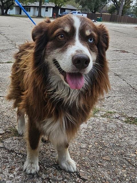 A182859 - Australian Shepherd available for adoption