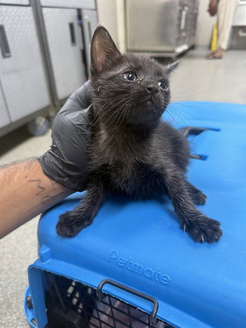 A186175 - Domestic Short Hair available for adoption