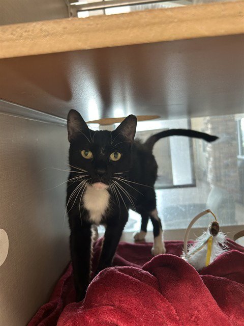 PANDORA - Domestic Short Hair for adoption in Pasadena