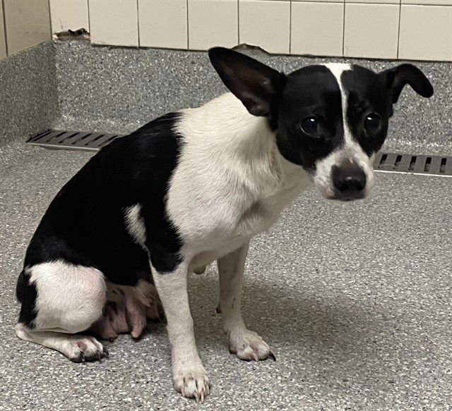 CUTIE PIE - Chihuahua available for adoption