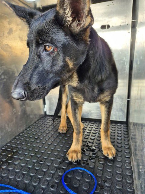 GAIA - German Shepherd Dog available for adoption