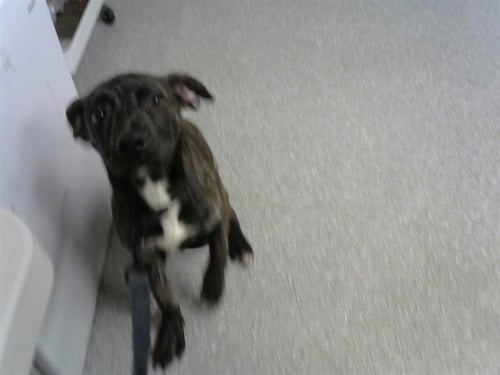 TIGER - American Pit Bull Terrier available for adoption