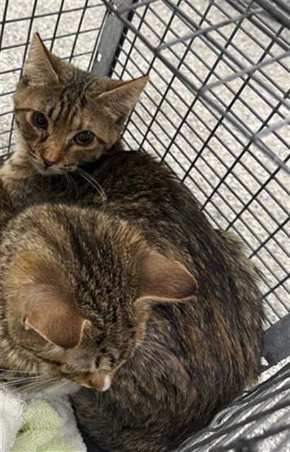 A184103 - Domestic Short Hair available for adoption