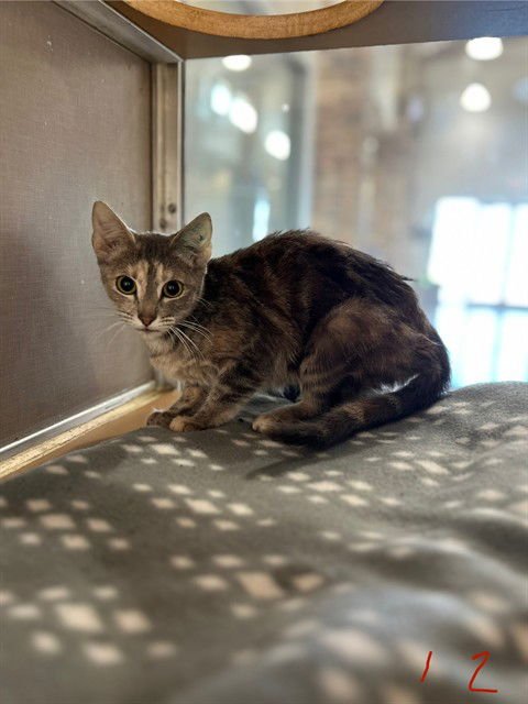 PENNY-LOU - Domestic Medium Hair available for adoption