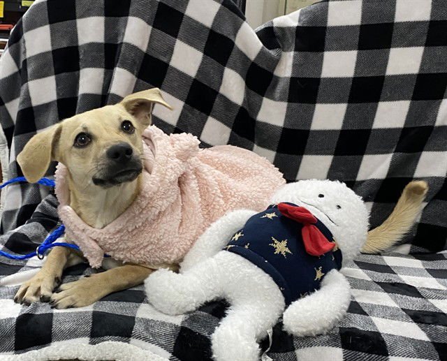 MAGGIE - German Shepherd Dog available for adoption