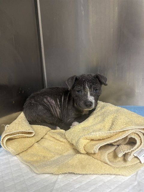 SIREN - American Pit Bull Terrier available for adoption