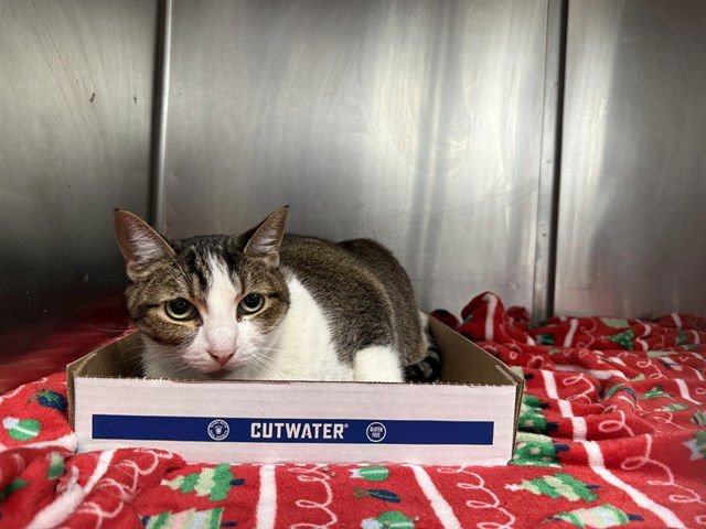 JULIET - Domestic Short Hair available for adoption