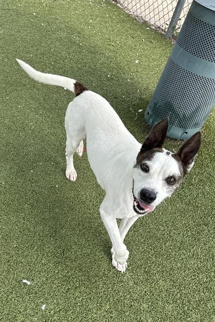 BRAYDEN - Dutch Shepherd available for adoption