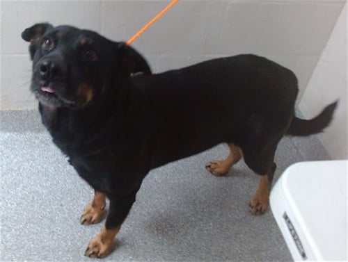 HONEY - German Shepherd Dog available for adoption