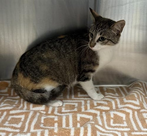 A177830 - Domestic Medium Hair available for adoption