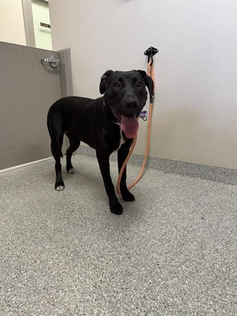 APRIL - American Pit Bull Terrier available for adoption