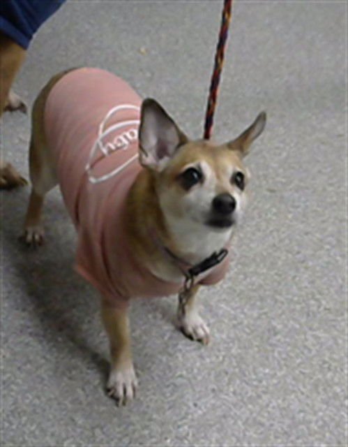 DAISY - Chihuahua available for adoption