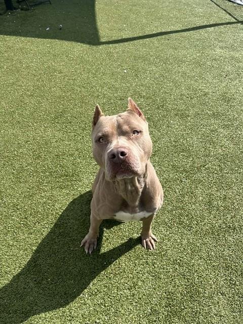 THUMPER - American Pit Bull Terrier available for adoption