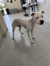 SNOWIE - Photo 1