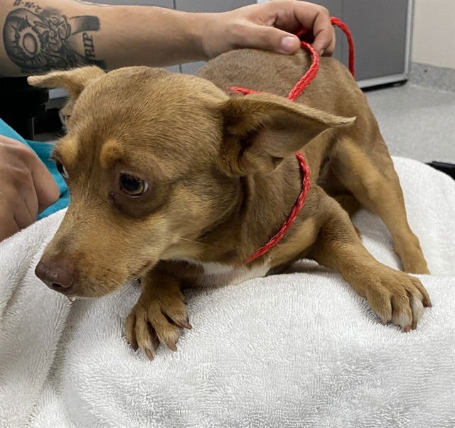 CHURRO - Chihuahua available for adoption