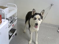 PEPPER - Photo 1