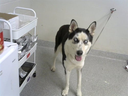PEPPER - Siberian Husky available for adoption