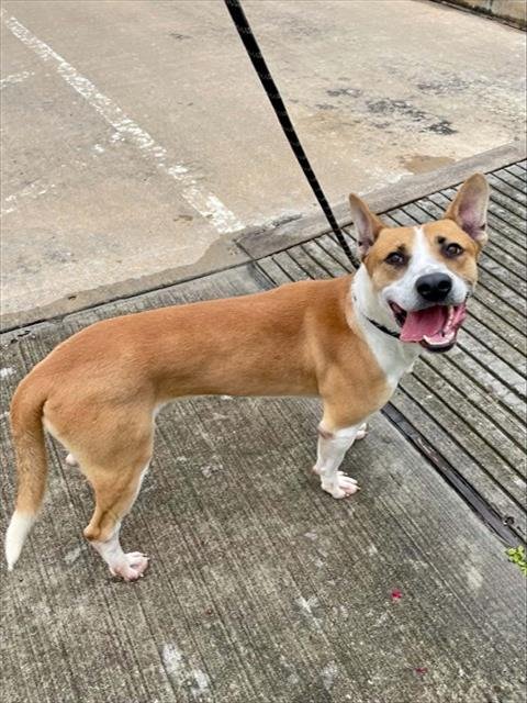 DR DOOFENSHMIRTZ - American Pit Bull Terrier / Labrador Retriever available for adoption