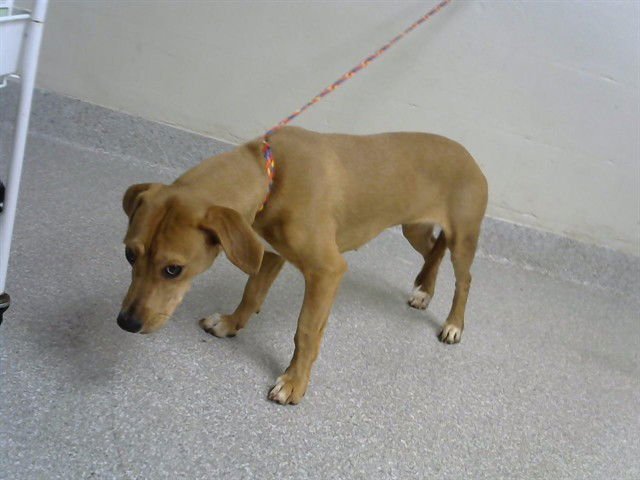 SUNSHINE - Dachshund available for adoption