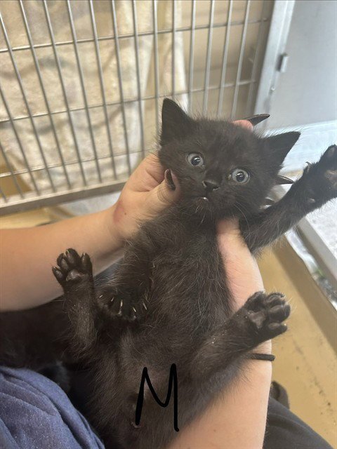 A186521 - Domestic Medium Hair available for adoption
